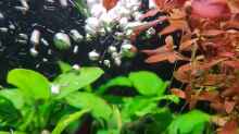 Ludwigia palustris