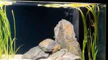 Dekoration im Aquarium Projekt Tanganjika 2500 (aufgelöst)