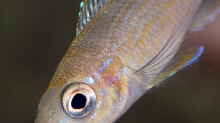 Paracyprichromis brieni