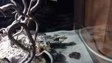 Dekoration im Aquarium 54er Scape / Wood-Stone
