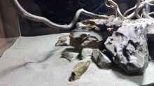 Dekoration im Aquarium 54er Scape / Wood-Stone