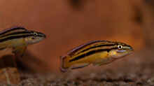Julidochromis marksmithi
