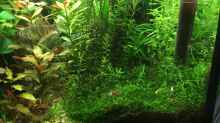 Pflanzen im Aquarium Gesellschaftsbecken Asia Style