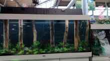 Dekoration im Aquarium Schaubecken / Hornbach Weserpark