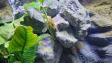 Altolamprologus compressiceps Mandarin Kilima