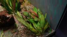 diverse Echinodorus und Helanthium bolivianum ´Aquadricostatus´