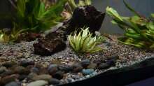 Helanthium bolivianum ´Aquadricostatus´