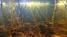 Dekoration im Aquarium Igarapé do Daracua Flooded Forest Rio Negro