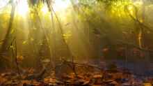 Dekoration im Aquarium Igarapé do Daracua Flooded Forest Rio Negro