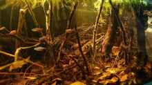 Update im Aquarium