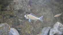 Callochromis pleurospilus