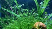 Dekoration im Aquarium DENNERLE Nano