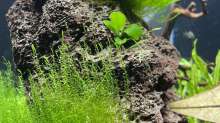 Pflanzen im Aquarium DENNERLE Nano
