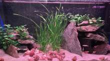 Dekoration im Aquarium Mein Tanganjikasee