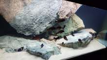 Aquarium Hauptansicht von Tropheus Haus