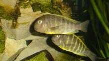 Tropheus brichardi "Ujiji"