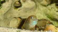 Spathodus erythrodon