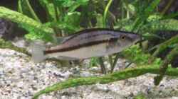 Dimidiochromis compressiceps w