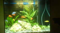 Aquarium Becken 10008