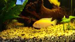 Besatz im Aquarium Becken 10016