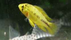 Apistgramma borelli Weibchen