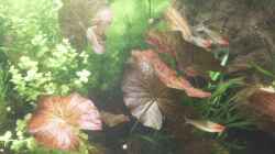 Roter Tigerlotus