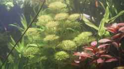 links Limnophila sessiflora & rechts Ludwiga spec. weinrot