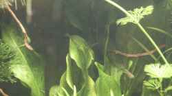 Echinodorus  ´Ozelot Grün´