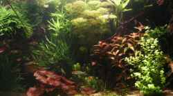 rechts_19.01.2009