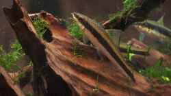 Besatz im Aquarium Becken 10033