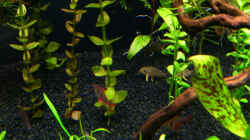 Corys und ein paar Salmler....