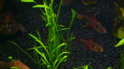 roter Phantomsalmler