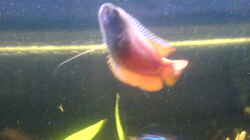 Fadenfisch