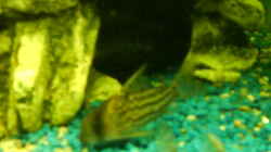 corydoras schwartii - bänder Panzerwels