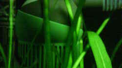 Filter: EHEIM aqua ball