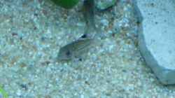 2 von 6 Corydoras julii -Leopard Panzis-