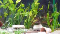 Aquarium Becken 10145