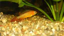 Apistogramma agazzi