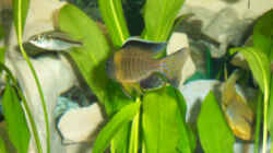 Besatz im Aquarium Becken 102