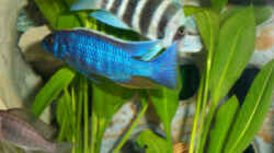 Besatz im Aquarium Becken 102