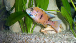 Besatz im Aquarium Becken 102