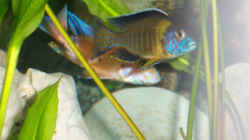 Besatz im Aquarium Becken 102
