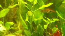 Pflanzen im Aquarium Becken 10256