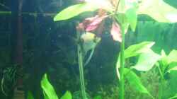 Besatz im Aquarium Becken 10256