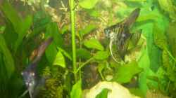 Besatz im Aquarium Becken 10256