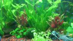 Pflanzen im Aquarium Becken 10256