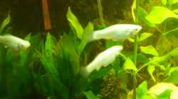 Besatz im Aquarium Becken 10256