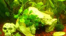 Pflanzen im Aquarium Becken 10256