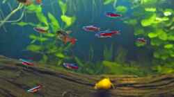 Roter Neon (Paracheirodon axelrodi) 