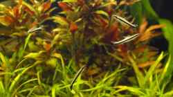 Einbinden-Ziersalmler (Nannostomus unifasciatus)